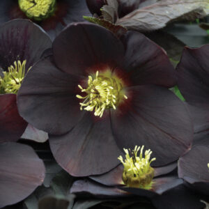 Helleborus orientalis New York Night