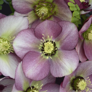 Helleborus orientalis Paris in Pink
