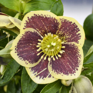 Helleborus orientalis Rio Carnaval