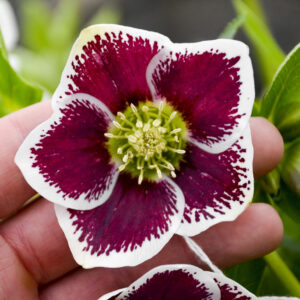 Helleborus orientalis Romantic Getaway
