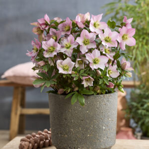 Helleborus hybrid Rosemary