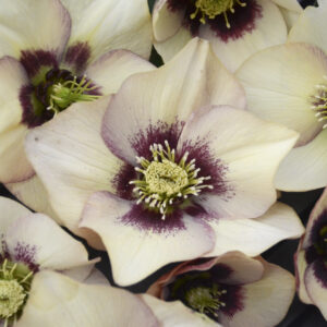Helleborus orientalis Sandy Shores