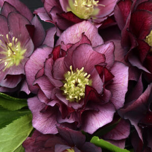 Helleborus orientalis True Love
