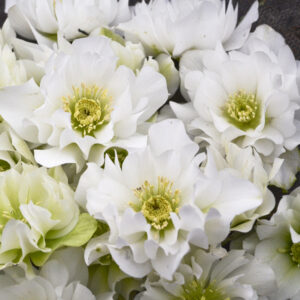 Helleborus orientalis Wedding Bells