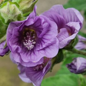 Malva (Lavatera) Lilla Twirl