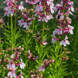 Lobelia Compton Pink