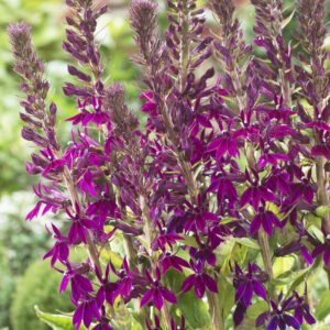 Lobelia Hadspen Purple