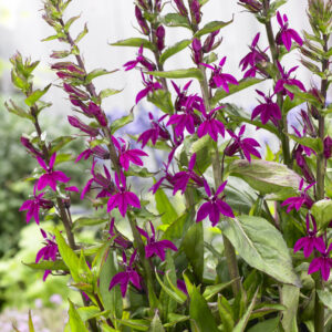 Lobelia Tania