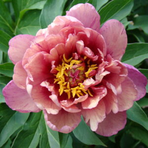 Paeonia Itoh Garden Candy® Berry Berry Fine