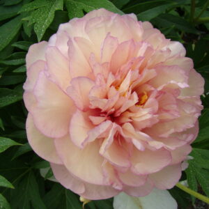 Paeonia Itoh Garden Candy®Scrum-didley-umptious®