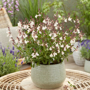 Salvia Magical® Congo