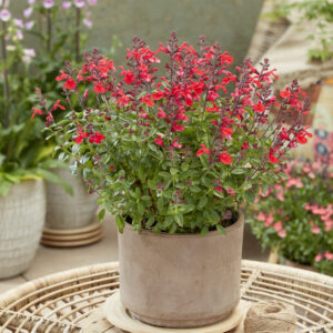 Salvia Magical® Hudson