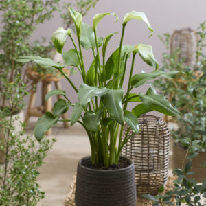 Zantedeschia Forest Goddess