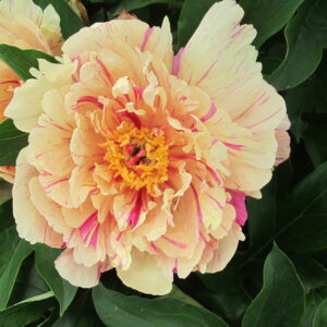 Paeonia Itoh Garden Candy® Blueberry Lemonade