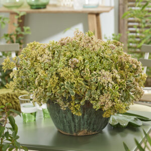 Sedum Little Gecko