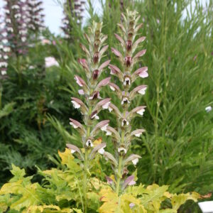 Acanthus hungaricus