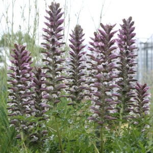 Acanthus spinosus