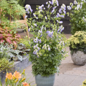 Aconitum x cammarum Bicolor