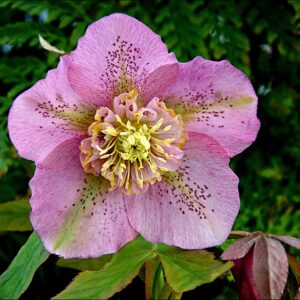 Helleborus orientalis Solar™ Spring
