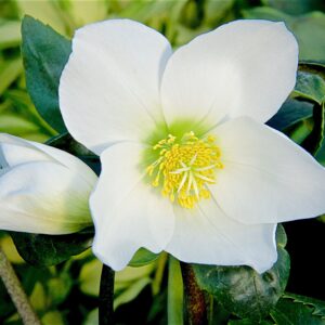 Helleborus niger Christmas Roses™ Ice Maiden