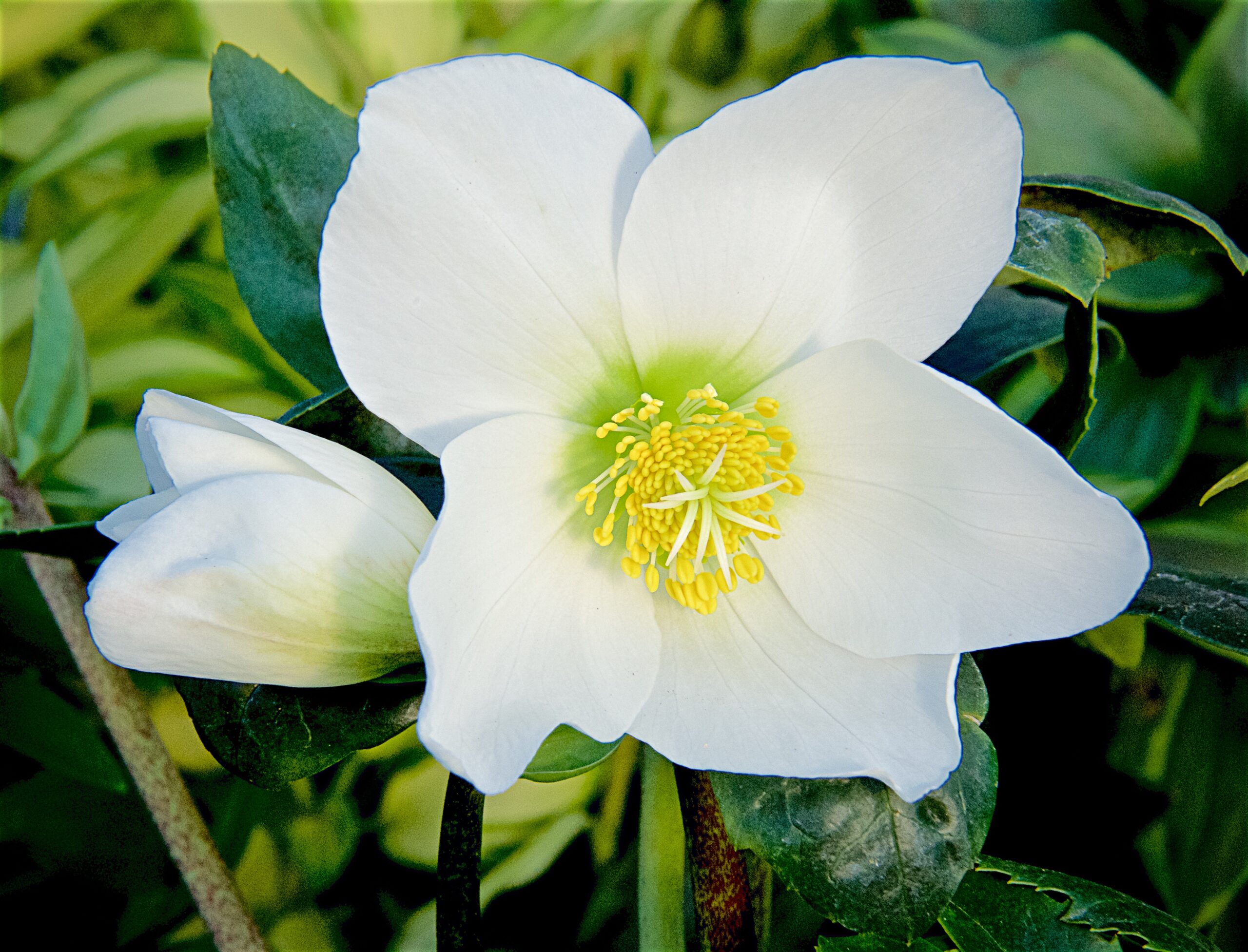 Helleborus niger Christmas Roses™ Ice Maiden - Walter Blom Plants B.V.