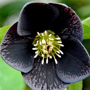 Helleborus orientalis Solar™ Night