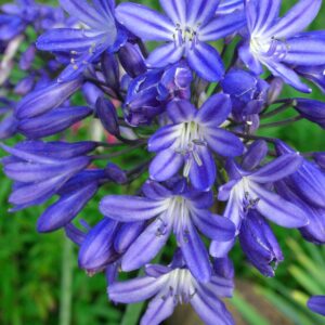 Agapanthus Star Quality