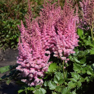 Astilbe Little Visions In Pink