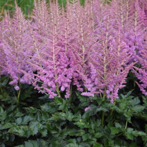 Astilbe Little Visions In Purple