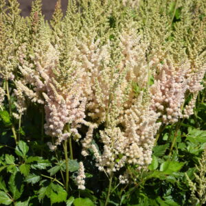 Astilbe Visions Inferno