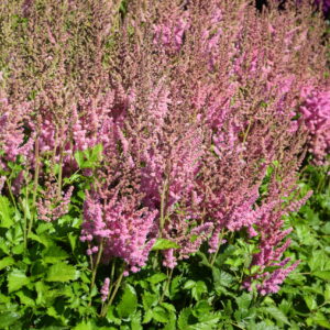 Astilbe Visions In Pink