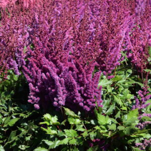 Astilbe Visions in Red