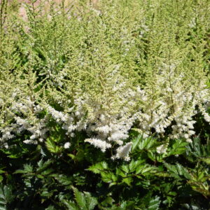 Astilbe Visions In White Delight