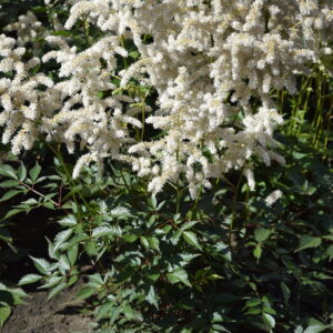 Astilbe japonica Deutschland