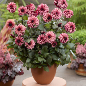 Dahlia Night Silence