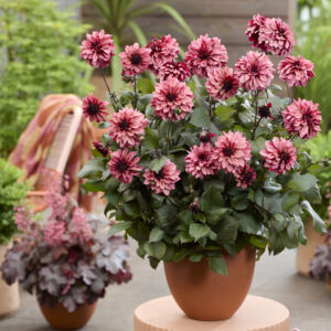 Dahlia Night Silence