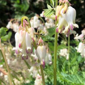 Dicentra Dreaming Hearts