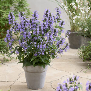 Nepeta Magical® Mr Blue Sky