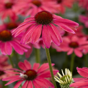 Echinacea Volume Single Sweet Meadow Mama