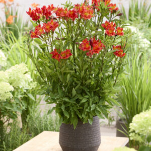 Alstroemeria Majestic™ Longue