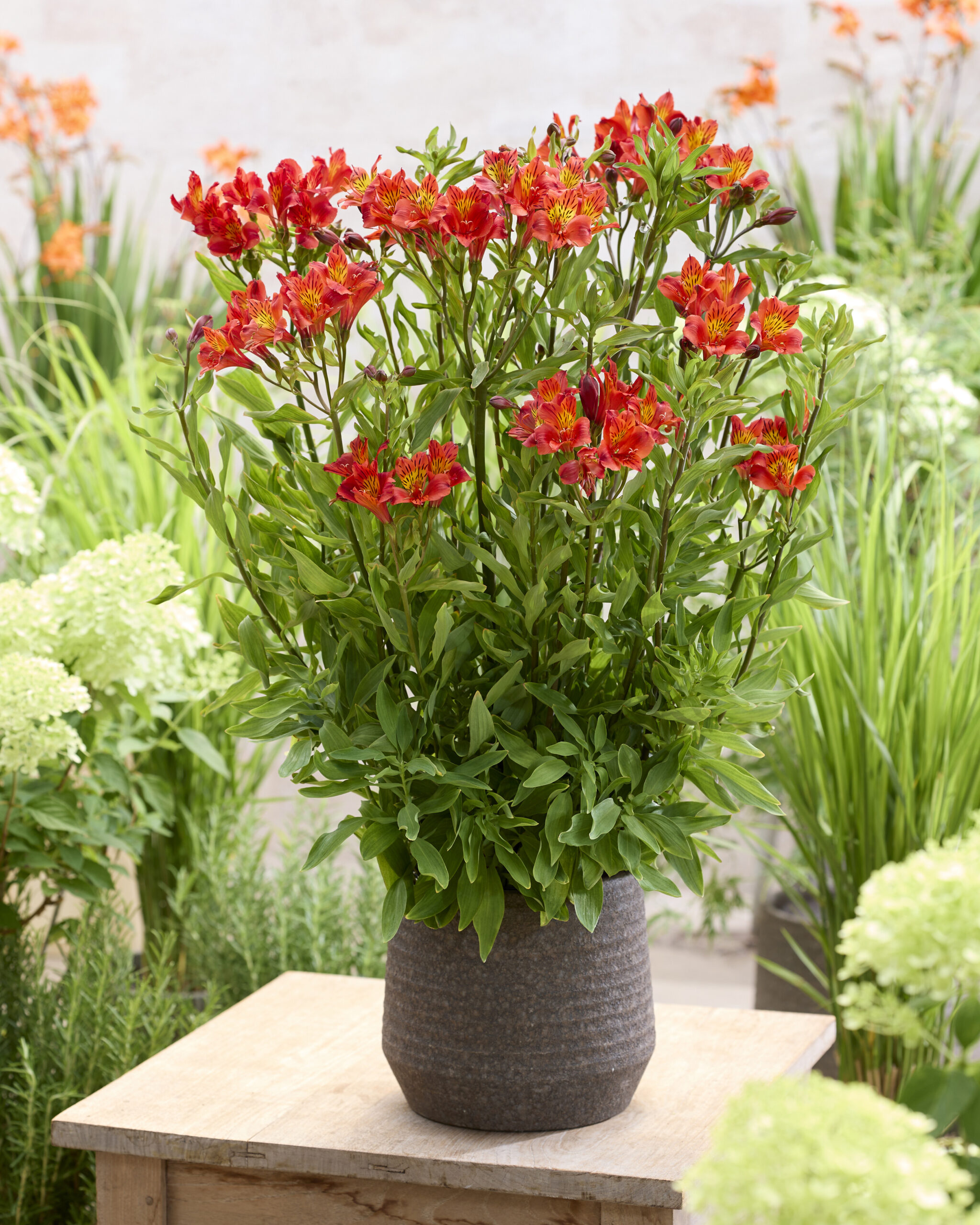 【美品】この世で一番愛しい記憶 ALSTROeMERIA kaoling Alstroemeria Majestic™ Longue - Walter Blom Plants B.V.