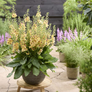 Verbascum Citrus Champagne
