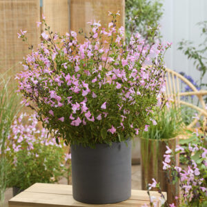 Salvia Malabar® Mighty Pink