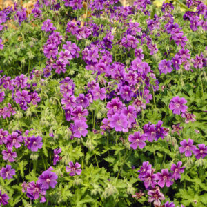 Geranium x magnificum Ernst Pagels