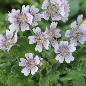 Geranium renardii