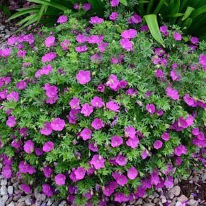 Geranium sanguineum Little Charmer