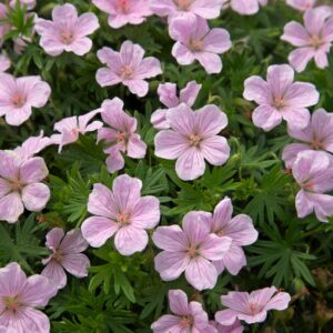 Geranium sanguineum Pink Pouffe