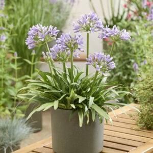 Agapanthus AtomicSparkx®Lavender