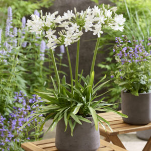 Agapanthus AtomicBloom® Bright