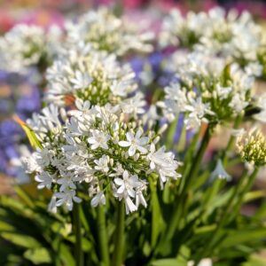Agapanthus Atomicbloom® Bright